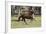 Paso Stallion-Bob Langrish-Framed Photographic Print