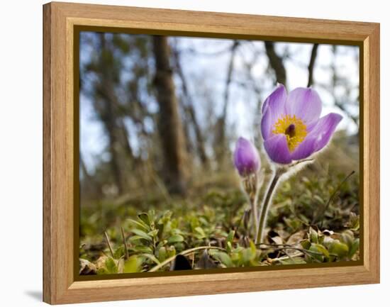 Pasque Flower, Pulsatilla Sp., Yukon, Canada-Paul Colangelo-Framed Premier Image Canvas