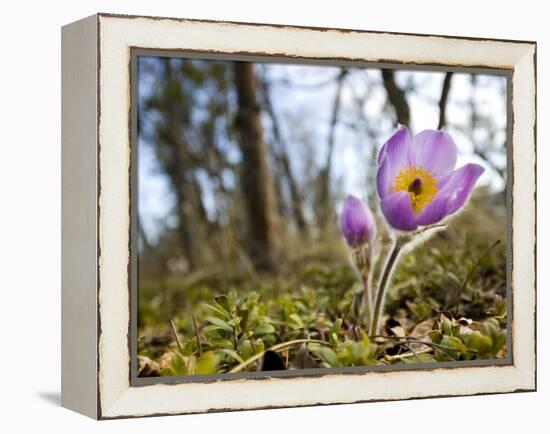 Pasque Flower, Pulsatilla Sp., Yukon, Canada-Paul Colangelo-Framed Premier Image Canvas