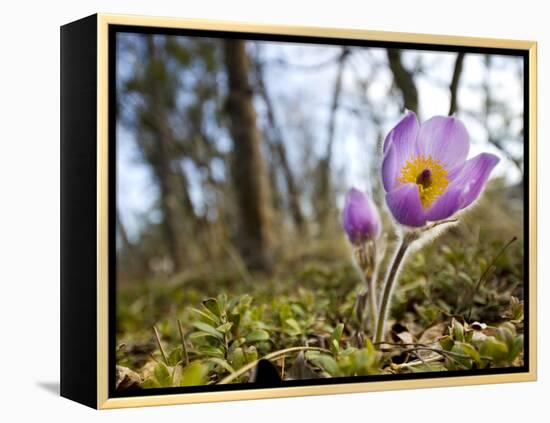 Pasque Flower, Pulsatilla Sp., Yukon, Canada-Paul Colangelo-Framed Premier Image Canvas