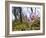 Pasque Flower, Pulsatilla Sp., Yukon, Canada-Paul Colangelo-Framed Photographic Print