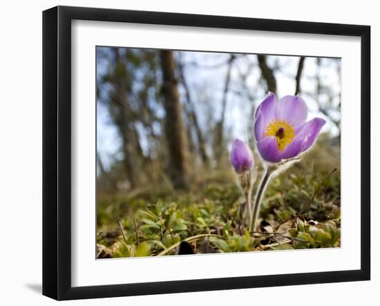 Pasque Flower, Pulsatilla Sp., Yukon, Canada-Paul Colangelo-Framed Photographic Print