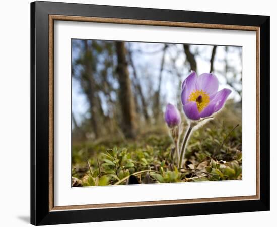 Pasque Flower, Pulsatilla Sp., Yukon, Canada-Paul Colangelo-Framed Photographic Print