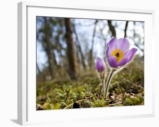 Pasque Flower, Pulsatilla Sp., Yukon, Canada-Paul Colangelo-Framed Photographic Print