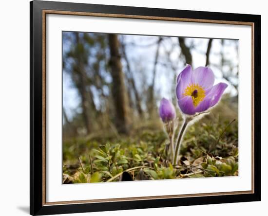 Pasque Flower, Pulsatilla Sp., Yukon, Canada-Paul Colangelo-Framed Photographic Print