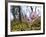 Pasque Flower, Pulsatilla Sp., Yukon, Canada-Paul Colangelo-Framed Photographic Print