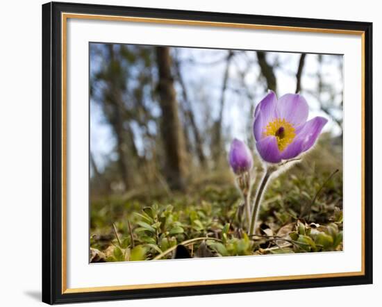 Pasque Flower, Pulsatilla Sp., Yukon, Canada-Paul Colangelo-Framed Photographic Print