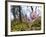 Pasque Flower, Pulsatilla Sp., Yukon, Canada-Paul Colangelo-Framed Photographic Print