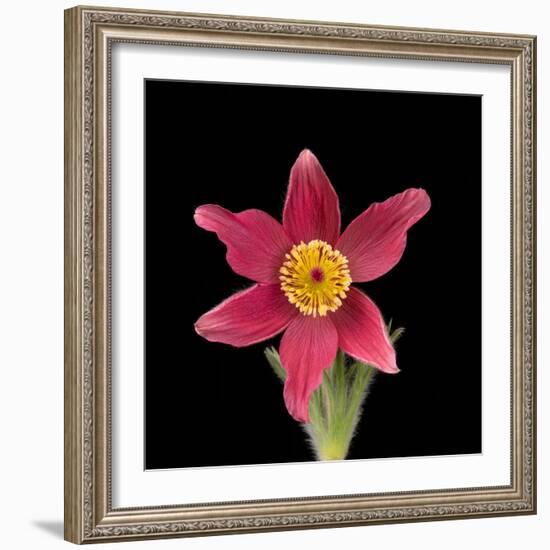 Pasque flower-Adrian Davies-Framed Photographic Print