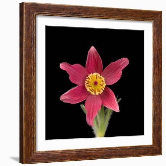 Pasque flower-Adrian Davies-Framed Photographic Print
