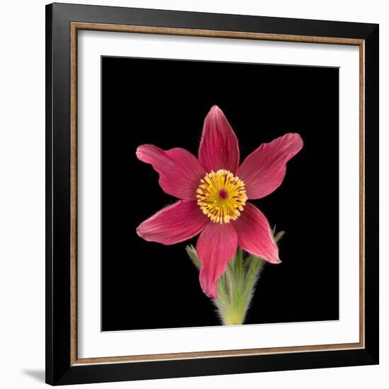 Pasque flower-Adrian Davies-Framed Photographic Print