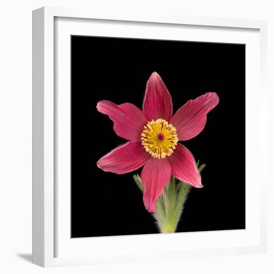 Pasque flower-Adrian Davies-Framed Photographic Print