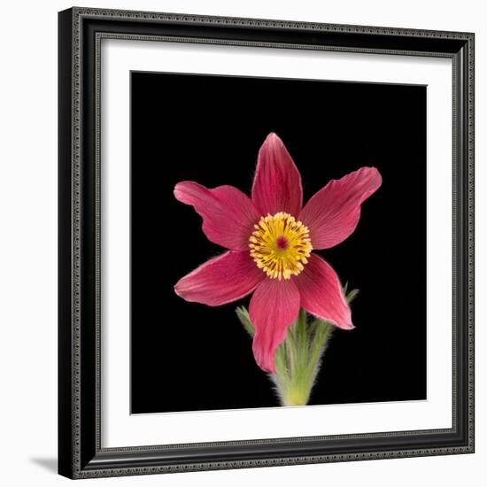 Pasque flower-Adrian Davies-Framed Photographic Print