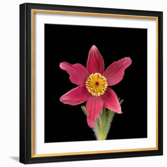 Pasque flower-Adrian Davies-Framed Photographic Print