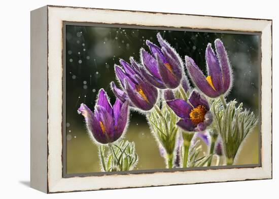 Pasque Flowers (Pulsatilla Vulgaris) in Rain, Lorraine, France, April-Michel Poinsignon-Framed Premier Image Canvas