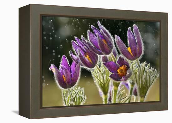 Pasque Flowers (Pulsatilla Vulgaris) in Rain, Lorraine, France, April-Michel Poinsignon-Framed Premier Image Canvas