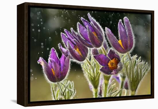 Pasque Flowers (Pulsatilla Vulgaris) in Rain, Lorraine, France, April-Michel Poinsignon-Framed Premier Image Canvas