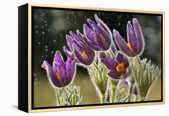 Pasque Flowers (Pulsatilla Vulgaris) in Rain, Lorraine, France, April-Michel Poinsignon-Framed Premier Image Canvas