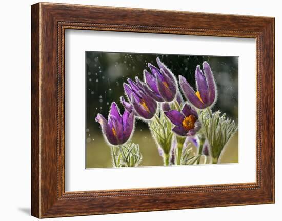 Pasque Flowers (Pulsatilla Vulgaris) in Rain, Lorraine, France, April-Michel Poinsignon-Framed Photographic Print