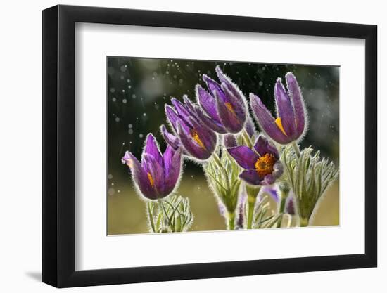 Pasque Flowers (Pulsatilla Vulgaris) in Rain, Lorraine, France, April-Michel Poinsignon-Framed Photographic Print