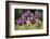 Pasque Flowers (Pulsatilla Vulgaris) in Rain, Lorraine, France, April-Michel Poinsignon-Framed Photographic Print