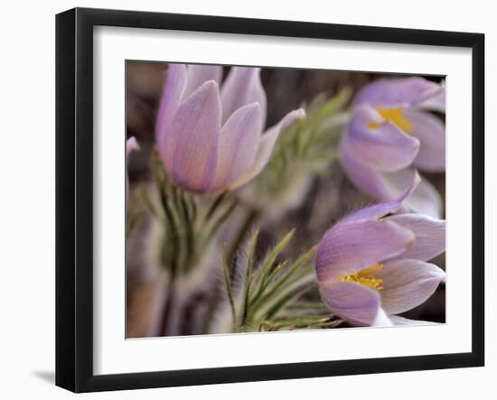 Pasque Flowers-Chuck Haney-Framed Photographic Print