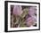 Pasque Flowers-Chuck Haney-Framed Photographic Print