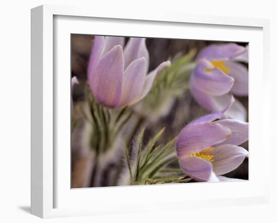 Pasque Flowers-Chuck Haney-Framed Photographic Print