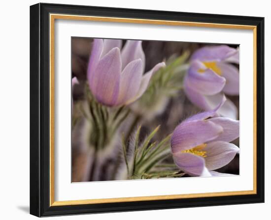 Pasque Flowers-Chuck Haney-Framed Photographic Print