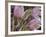 Pasque Flowers-Chuck Haney-Framed Photographic Print