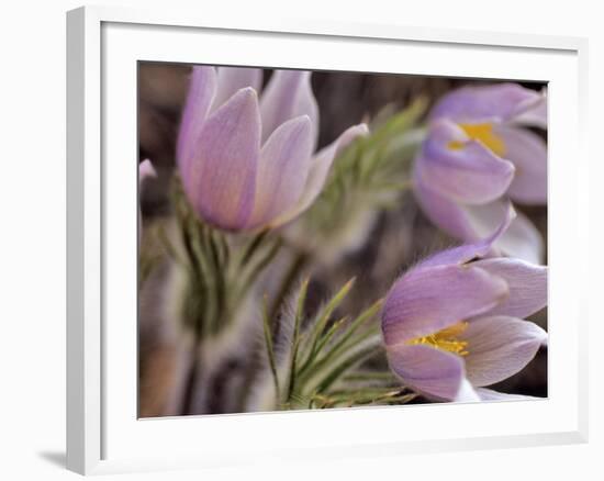 Pasque Flowers-Chuck Haney-Framed Photographic Print