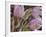 Pasque Flowers-Chuck Haney-Framed Photographic Print