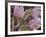 Pasque Flowers-Chuck Haney-Framed Photographic Print