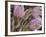 Pasque Flowers-Chuck Haney-Framed Photographic Print