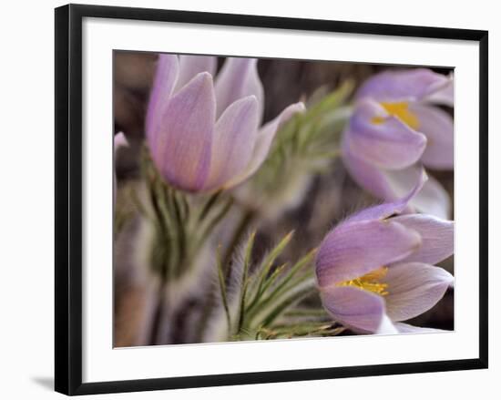 Pasque Flowers-Chuck Haney-Framed Photographic Print