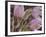 Pasque Flowers-Chuck Haney-Framed Photographic Print