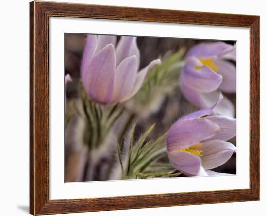Pasque Flowers-Chuck Haney-Framed Photographic Print