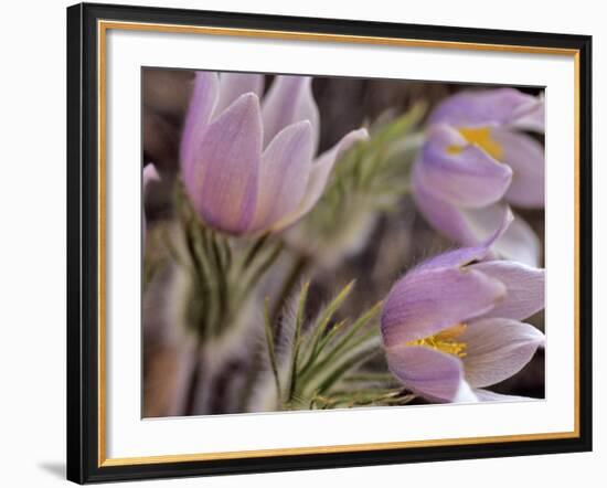 Pasque Flowers-Chuck Haney-Framed Photographic Print