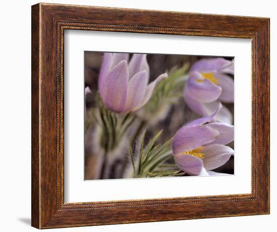 Pasque Flowers-Chuck Haney-Framed Photographic Print