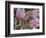 Pasque Flowers-Chuck Haney-Framed Photographic Print