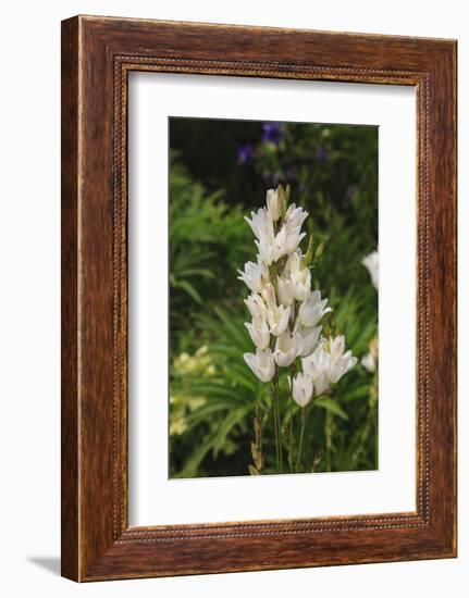 Pasqueflower is an ember of the buttercup family.-Mallorie Ostrowitz-Framed Photographic Print