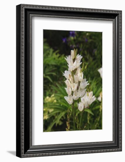 Pasqueflower is an ember of the buttercup family.-Mallorie Ostrowitz-Framed Photographic Print