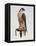 Passage Peregrine, 1980-Mary Clare Critchley-Salmonson-Framed Premier Image Canvas