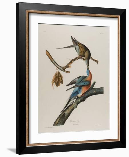 Passenger Pigeon, 1827-1838-John James Audubon-Framed Giclee Print