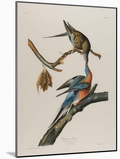 Passenger Pigeon, 1827-1838-John James Audubon-Mounted Giclee Print