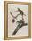 Passenger Pigeon, 1827-1838-John James Audubon-Framed Premier Image Canvas