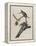 Passenger Pigeon, 1827-1838-John James Audubon-Framed Premier Image Canvas