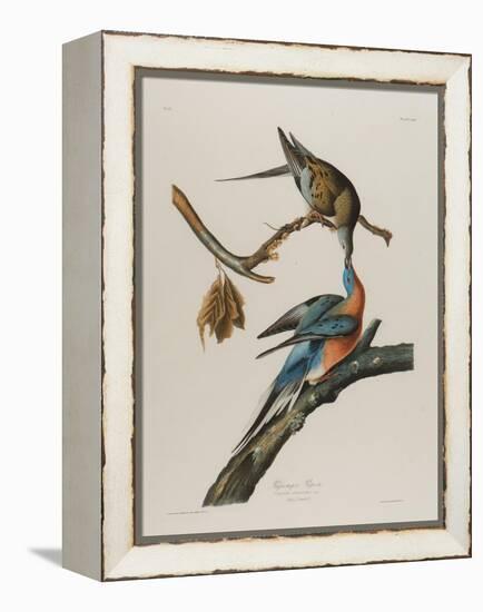 Passenger Pigeon, 1827-1838-John James Audubon-Framed Premier Image Canvas