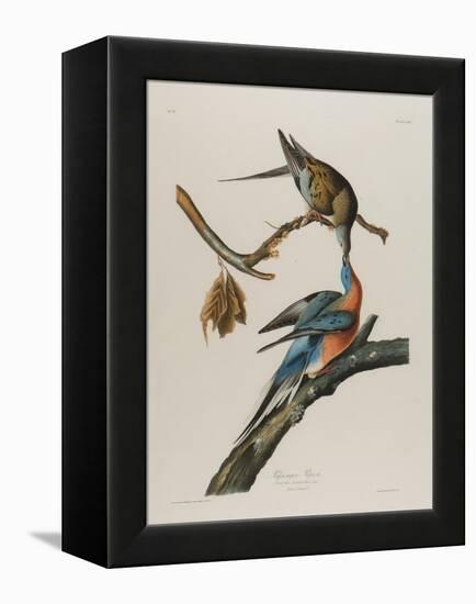 Passenger Pigeon, 1827-1838-John James Audubon-Framed Premier Image Canvas