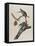 Passenger Pigeon, 1827-1838-John James Audubon-Framed Premier Image Canvas